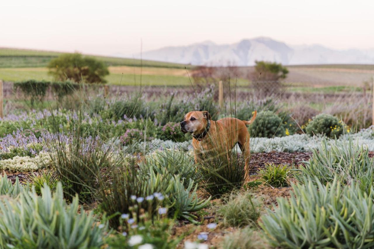 Vineyard Views Country House Riebeek-Kasteel Exteriér fotografie